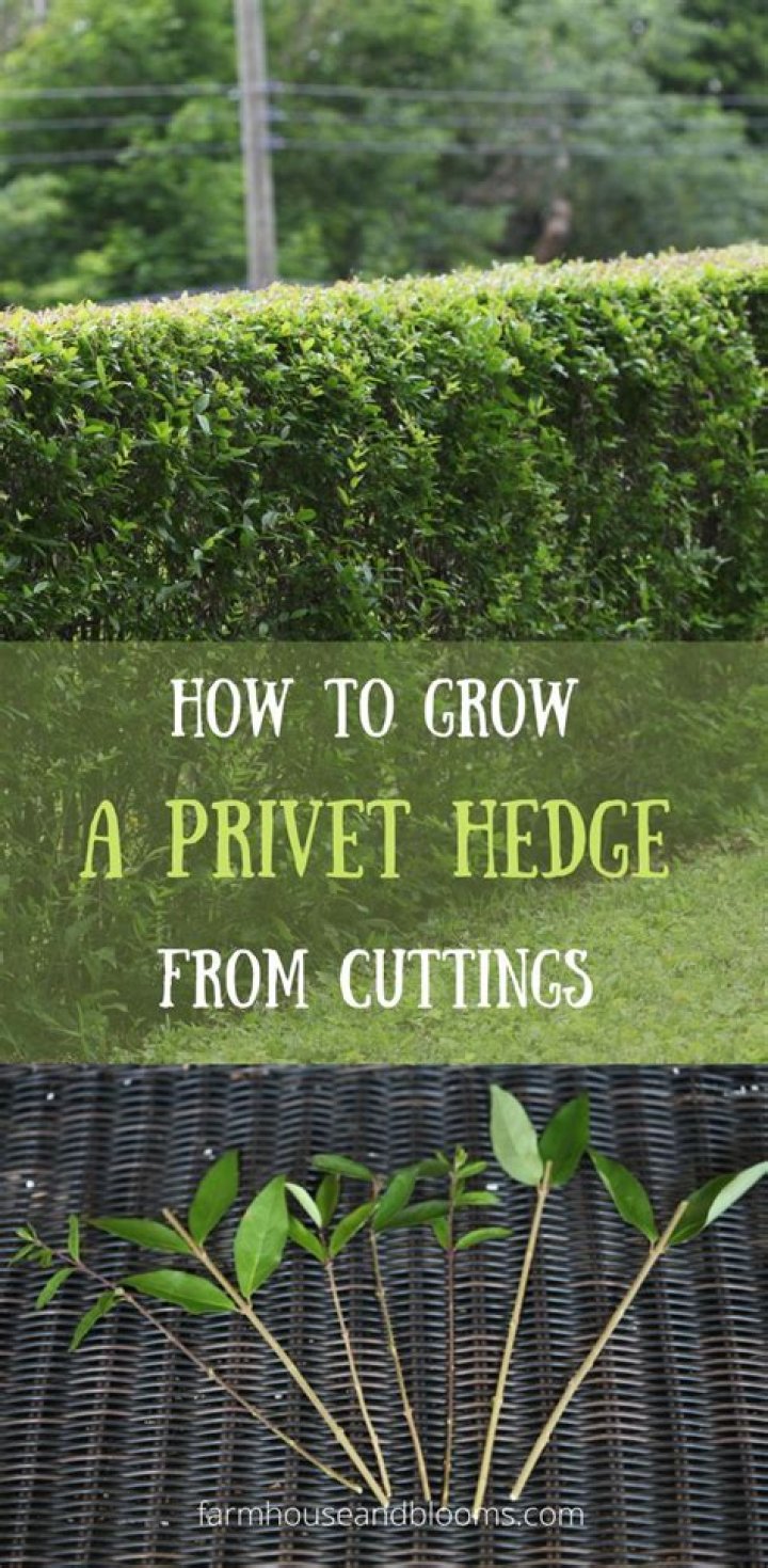 How quickly does privet grow
