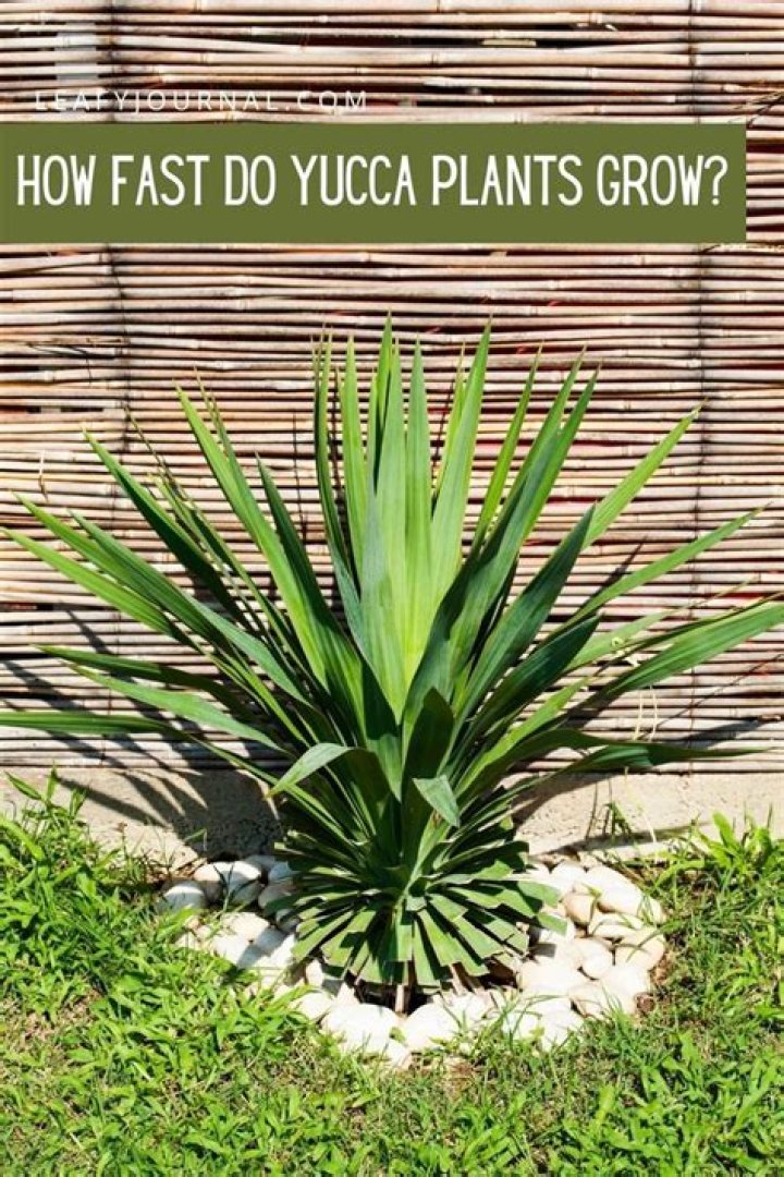 How quickly does yucca grow