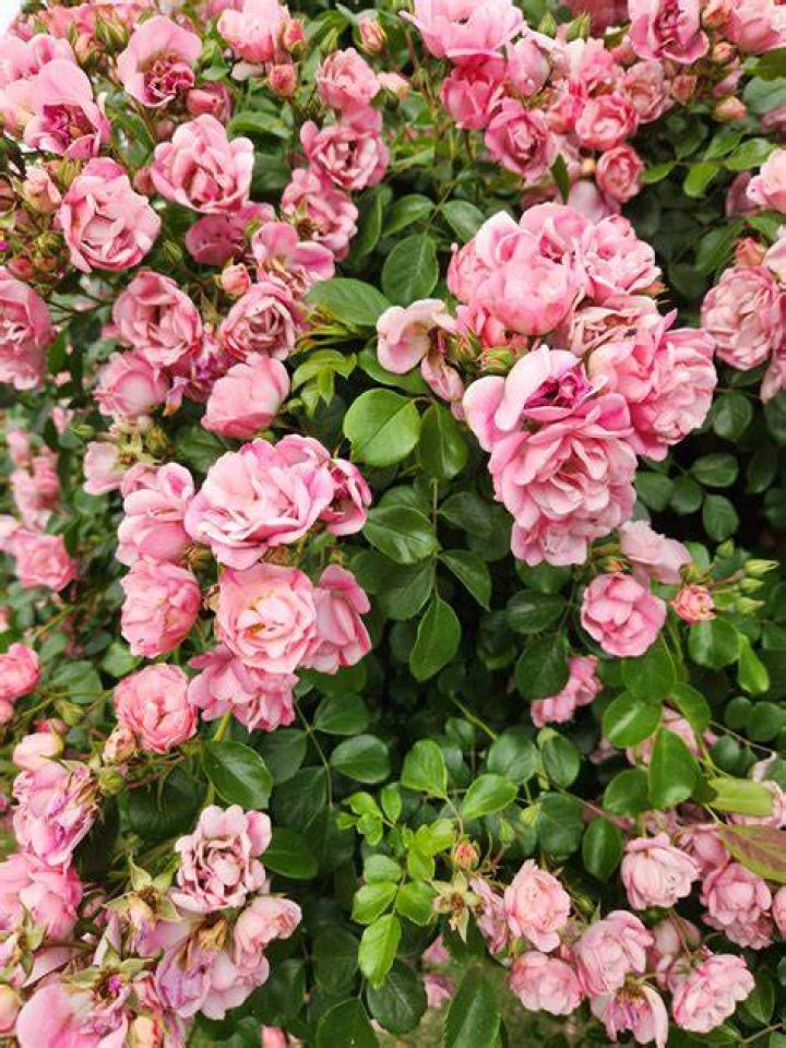 How tall do Carpet roses get