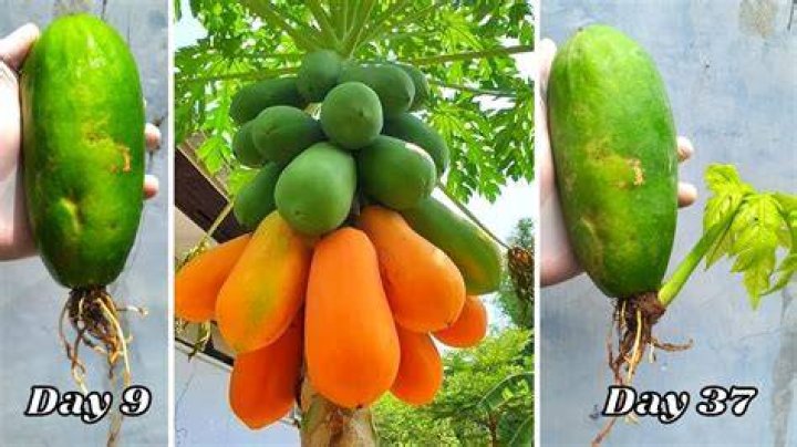 How tall do papaya trees get