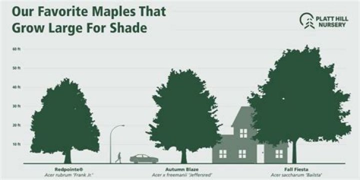How tall do sugar maples get