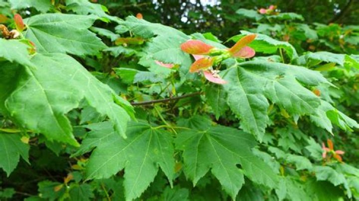 How tall do vine maples grow