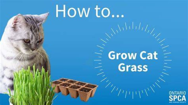 How tall does cat grass grow