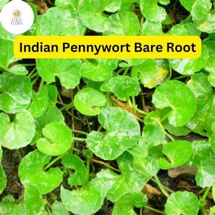 How tall does pennywort grow