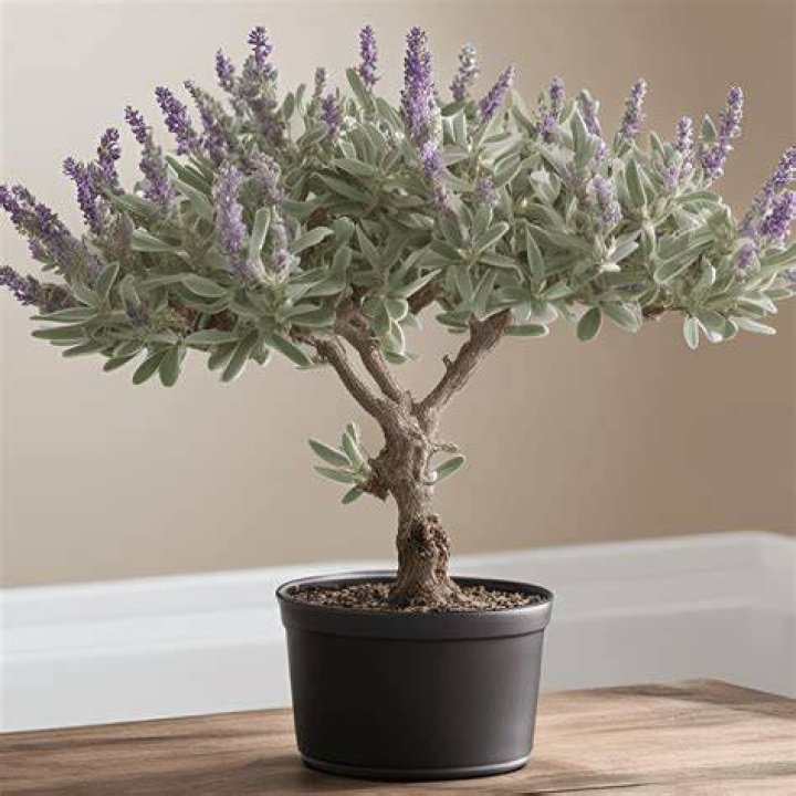 How tall does Texas sage get
