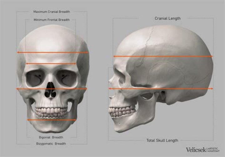 How tall is an average skull