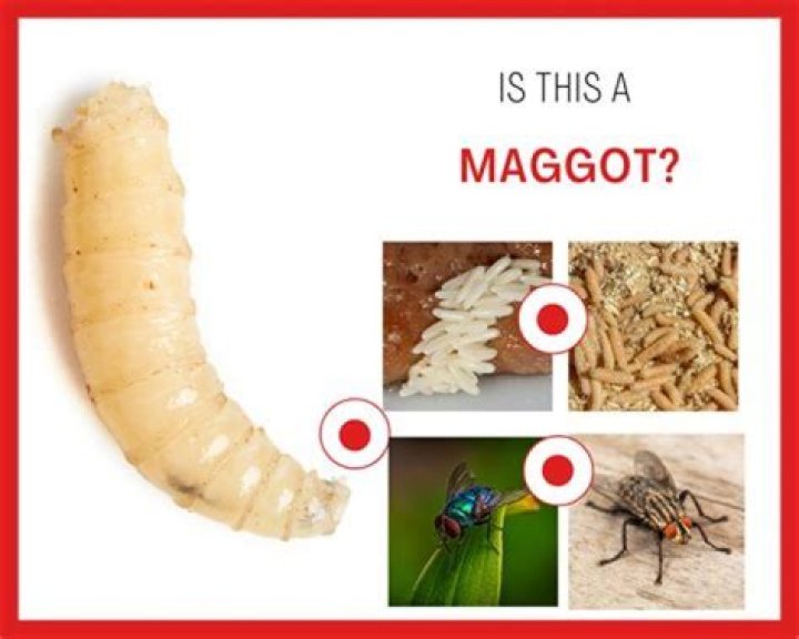 How was tapeworms discovered