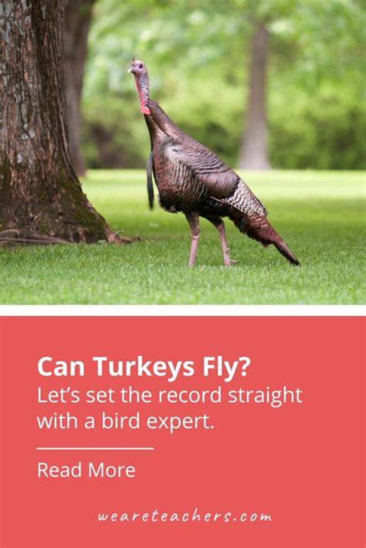 How well do wild turkeys fly