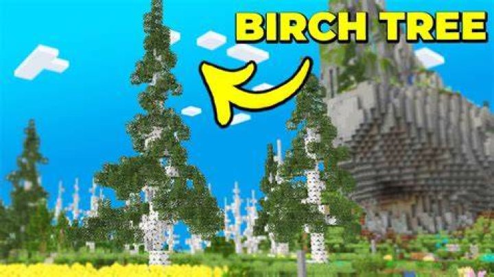 How wide can birch trees get
