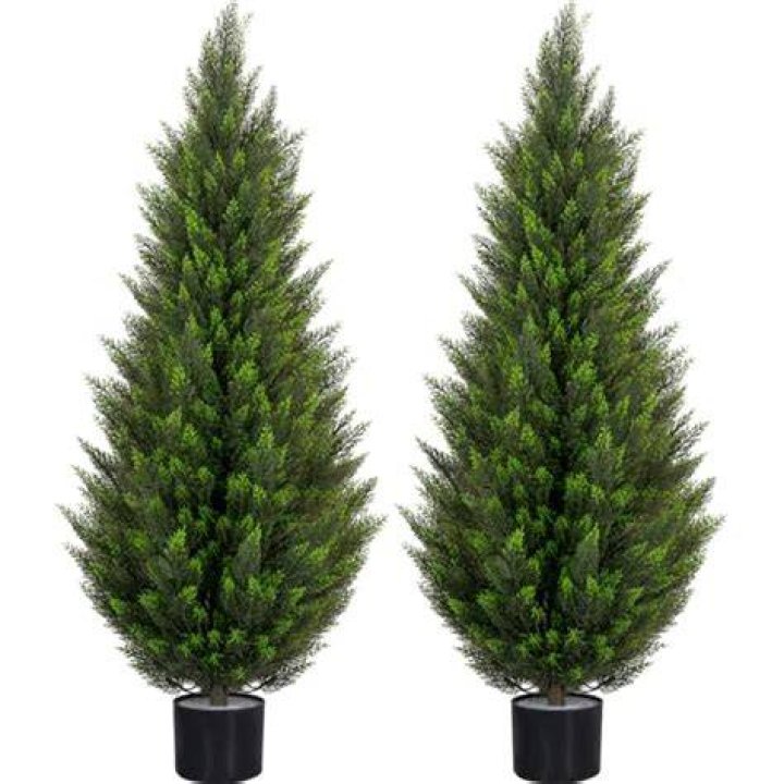 How wide do cedar trees grow