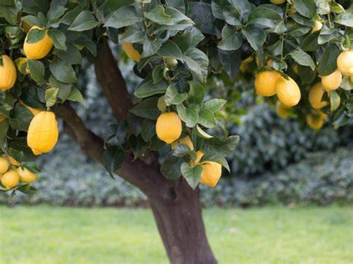 How wide do lemon trees grow