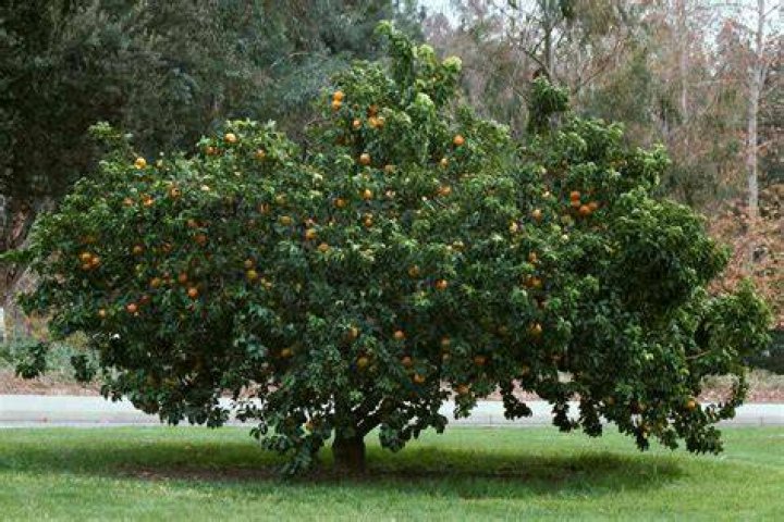 How wide do orange trees get