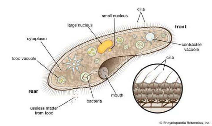 How would you describe cilia