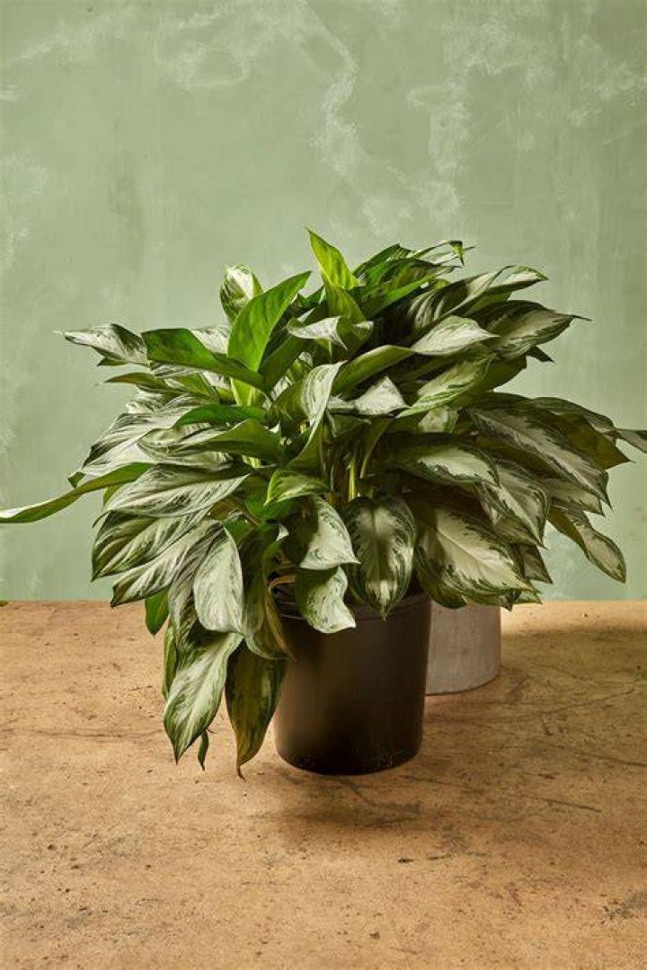 Is a aglaonema pet friendly