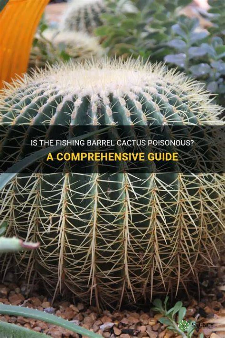 Is a barrel cactus poisonous
