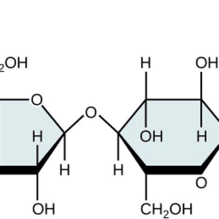 Is a carbohydrate a monomer