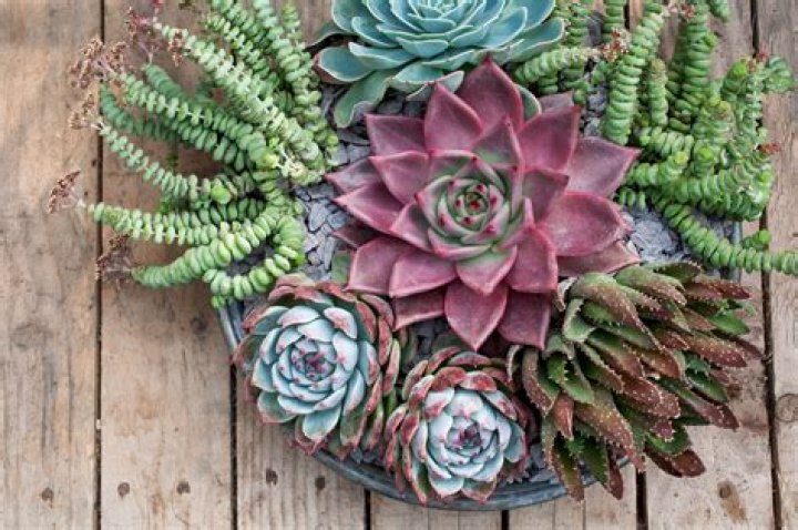 Is a dragon tree a succulent