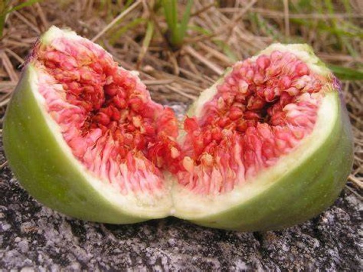 Is a fig a fruit or a flower