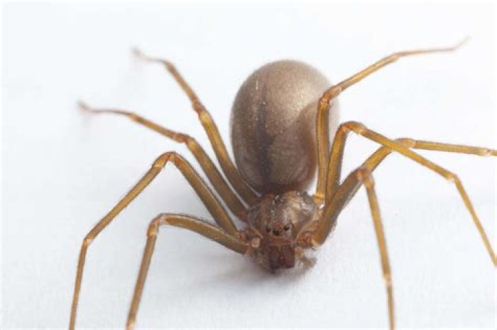 Is a ground spider poisonous