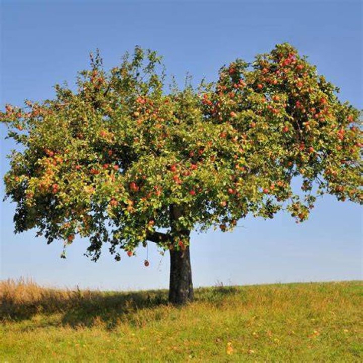 Is a maple tree fast growing