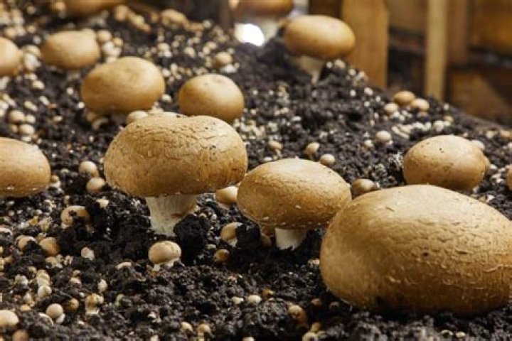 Is a mushroom a plant answer