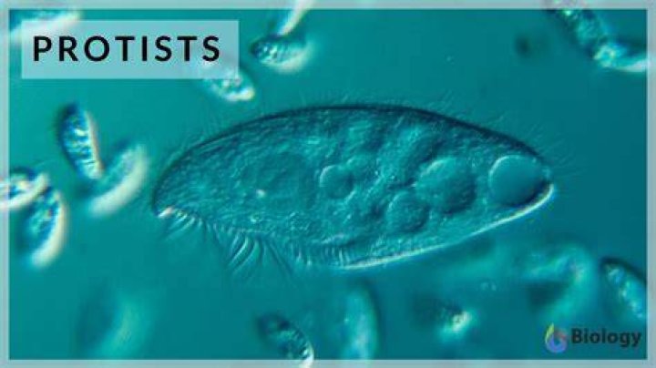 Is a protist a heterotrophic