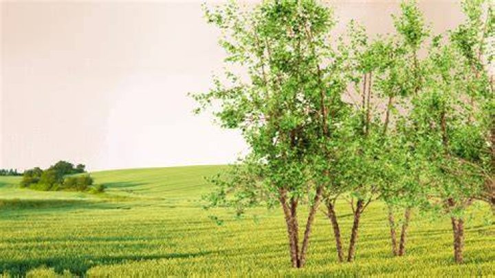 Is a river birch a good tree