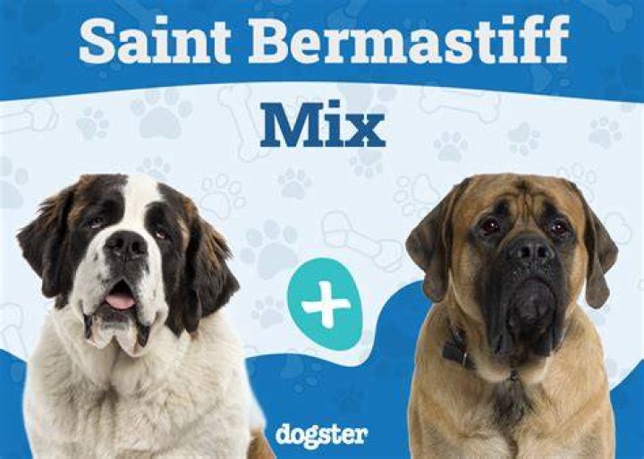 Is a Saint Bernard a Mastiff