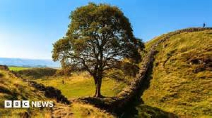Is a sycamore tree a conifer