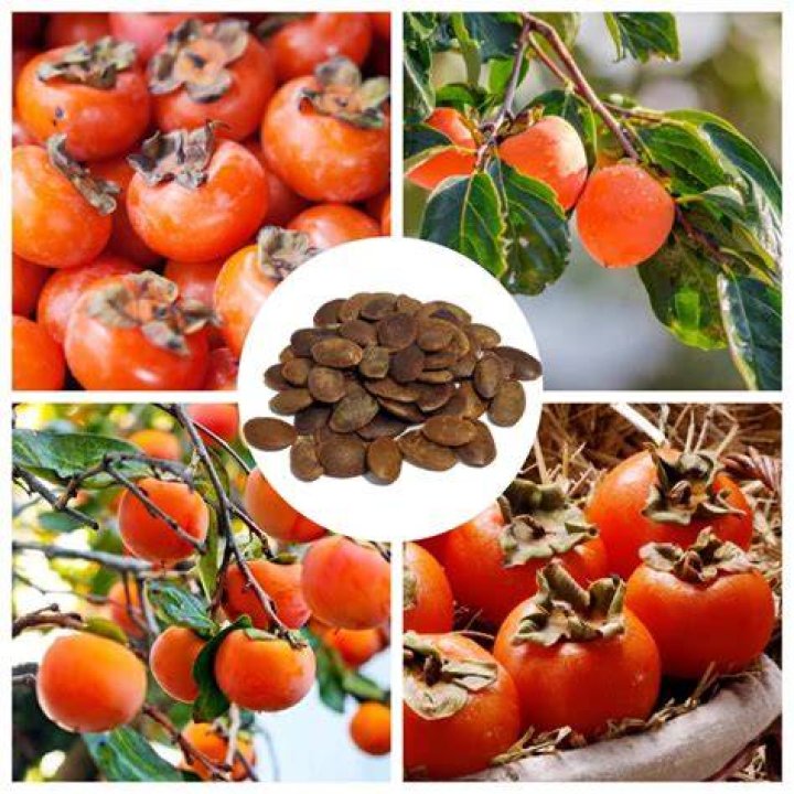 Is American persimmon edible