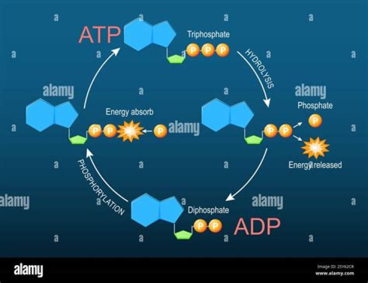Is AMP a low energy molecule