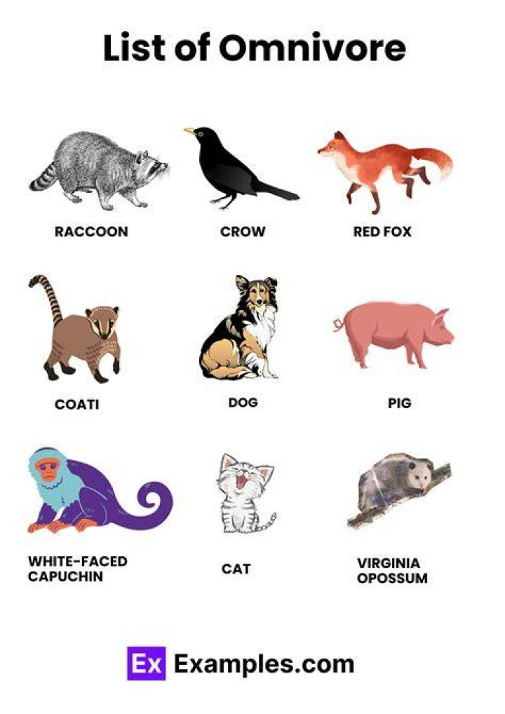 Is an example for omnivorous