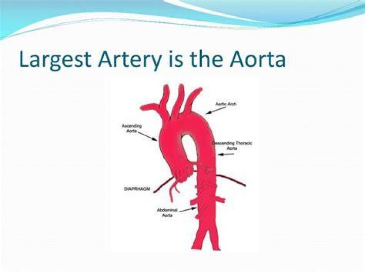 Is aorta the largest artery