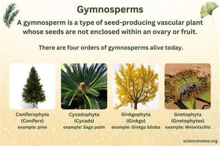 Is Ashe juniper a Gymnosperm
