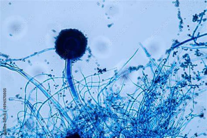 Is Aspergillus oryzae toxic