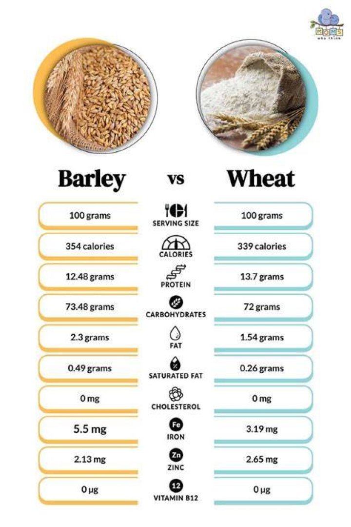 Is Barley and wheat are same
