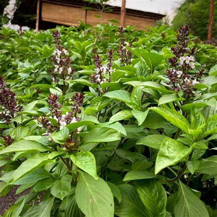 Is basil native to Thailand