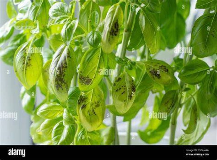 Is Basil with black spots OK