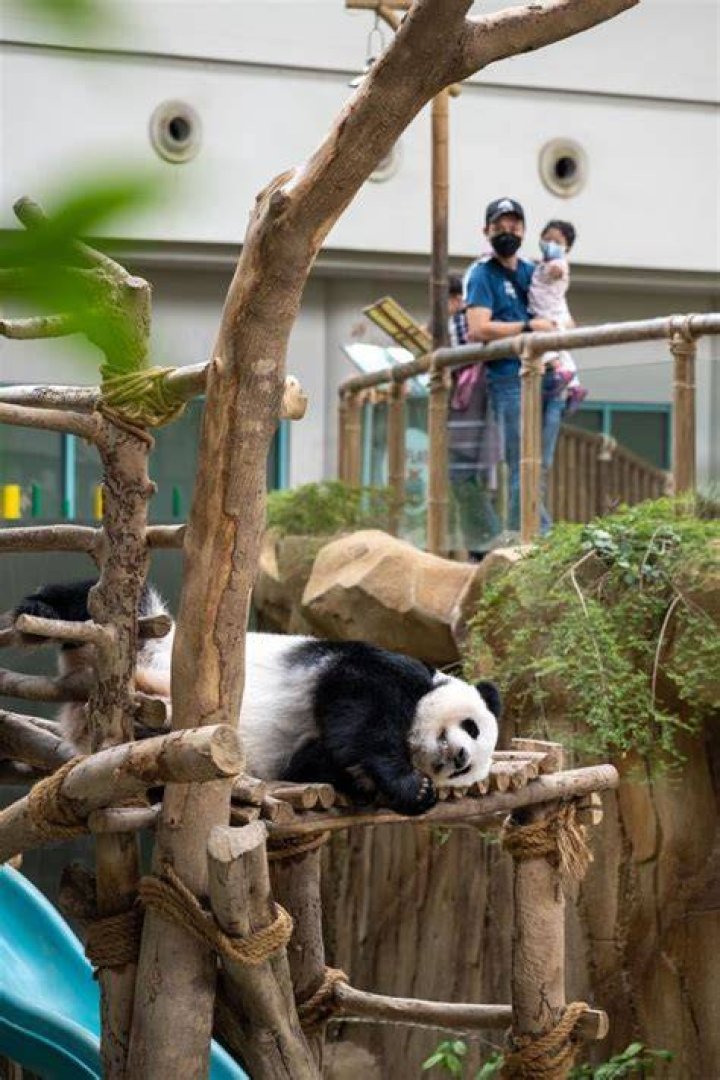 Is being a panda nanny hard