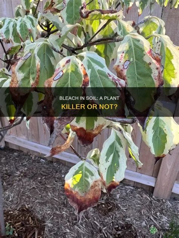 Is bleach harmful to plants