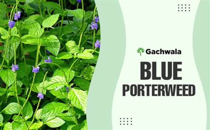 Is blue porterweed medicinal