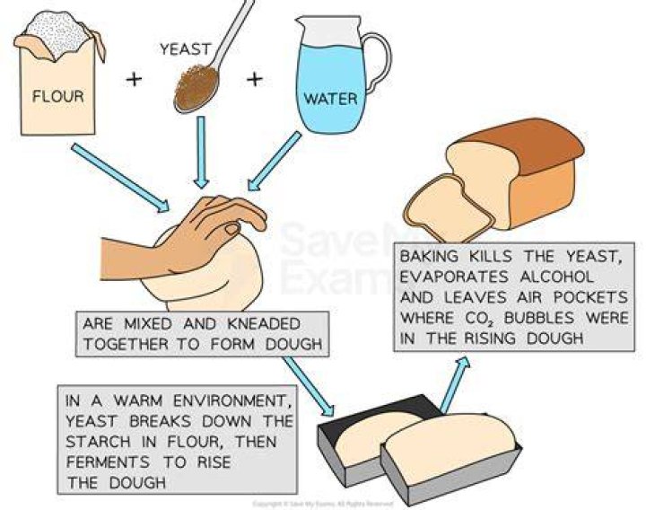 Is bread rising fermentation