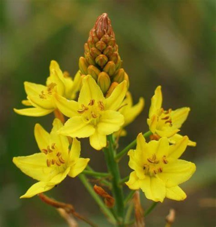 Is Bulbine native to Florida