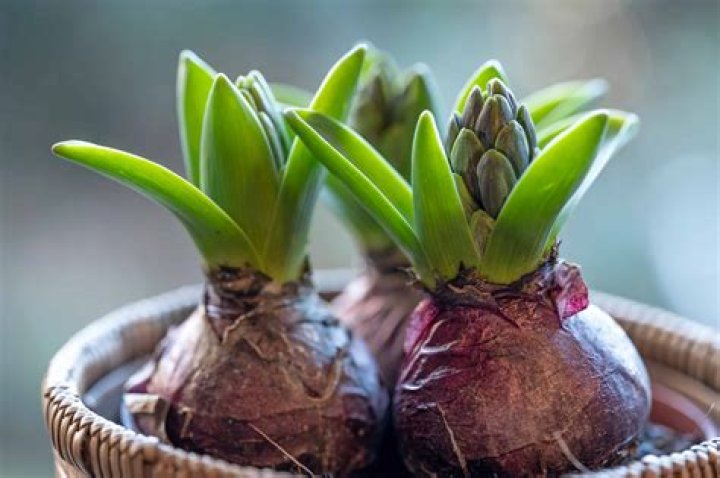 Is caladium a bulb or tuber