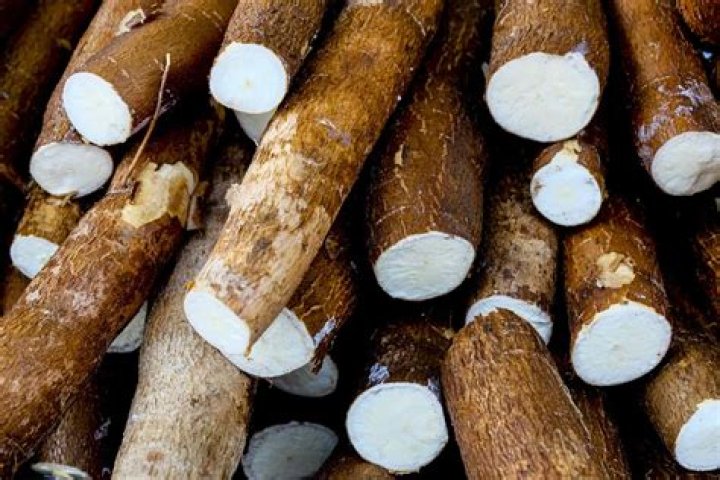 Is cassava also called yucca