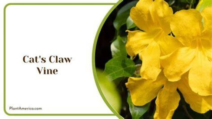 Is cats claw vine invasive
