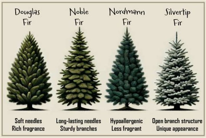 Is cedar better than spruce