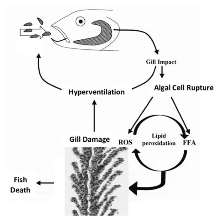 Is charcoal harmful to fish