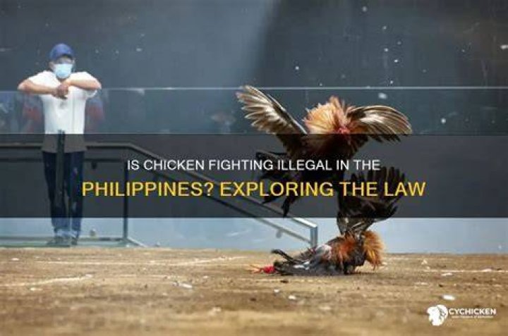 Is Chicken fighting Illegal