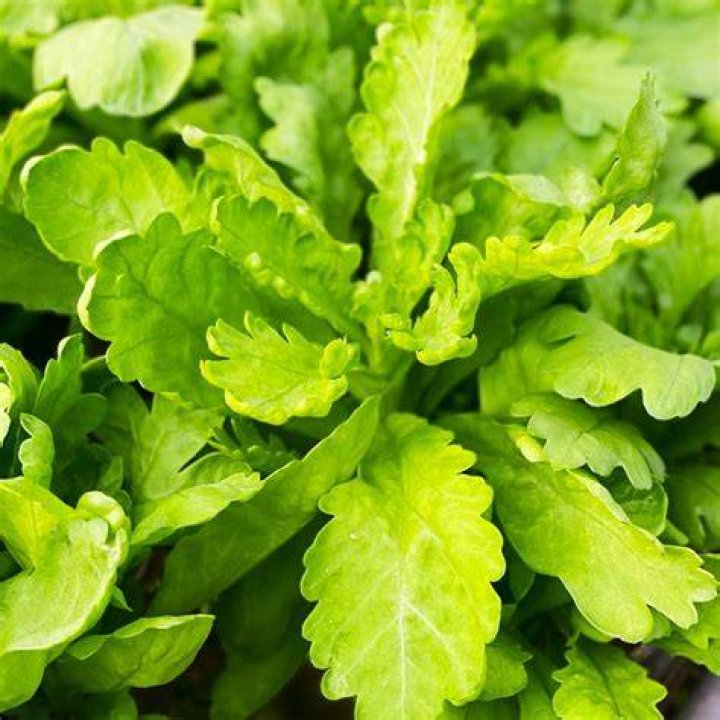 Is chrysanthemum leaf edible